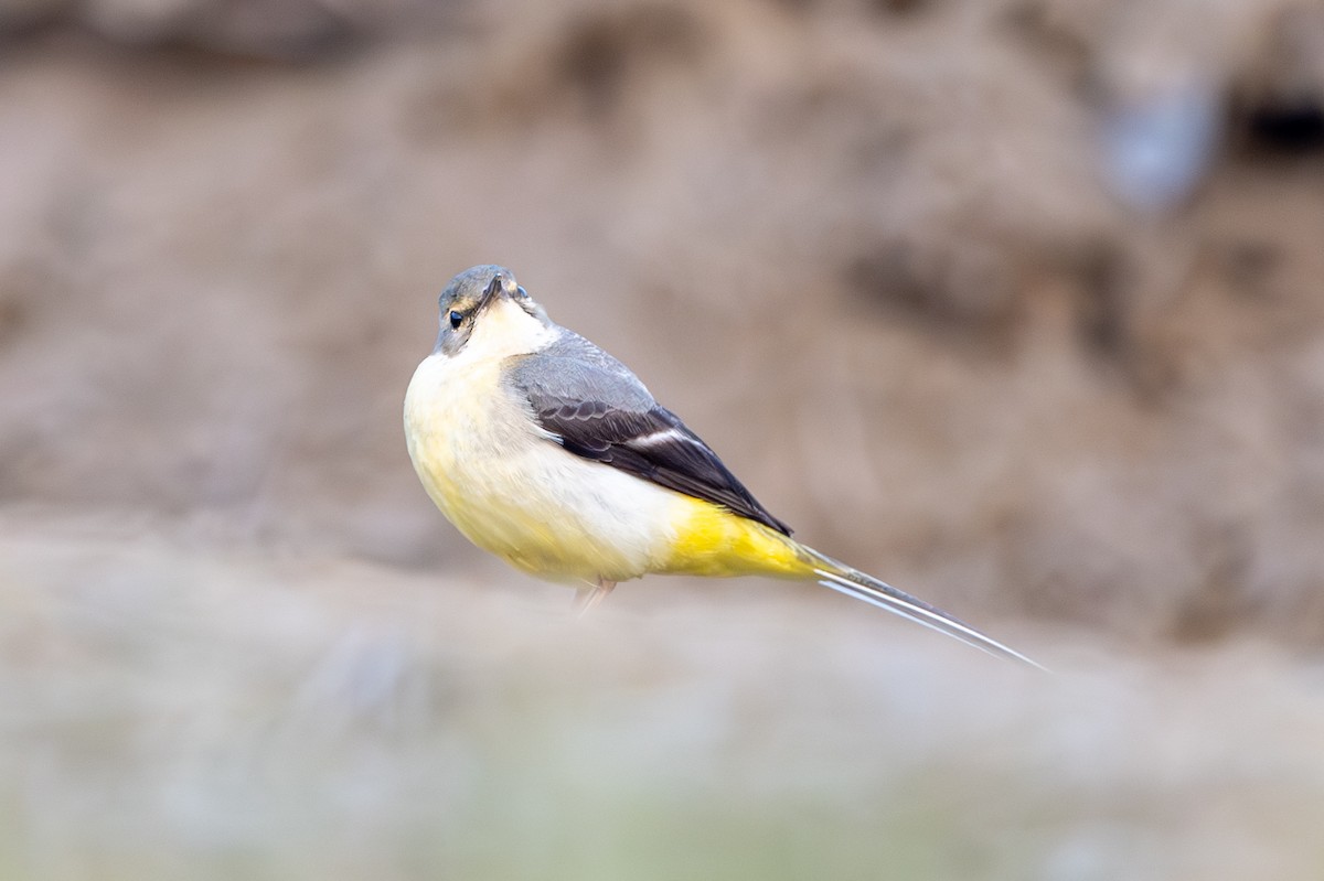 Gray Wagtail - ML646393923
