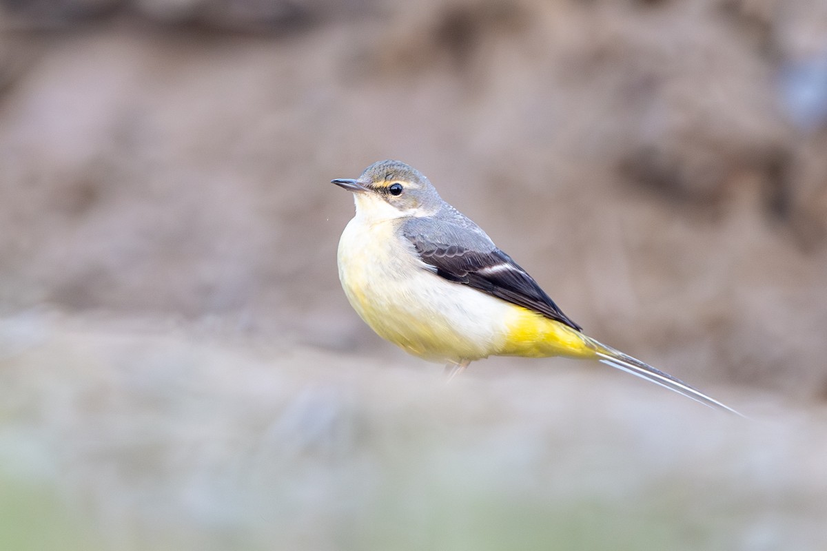 Gray Wagtail - ML646393924