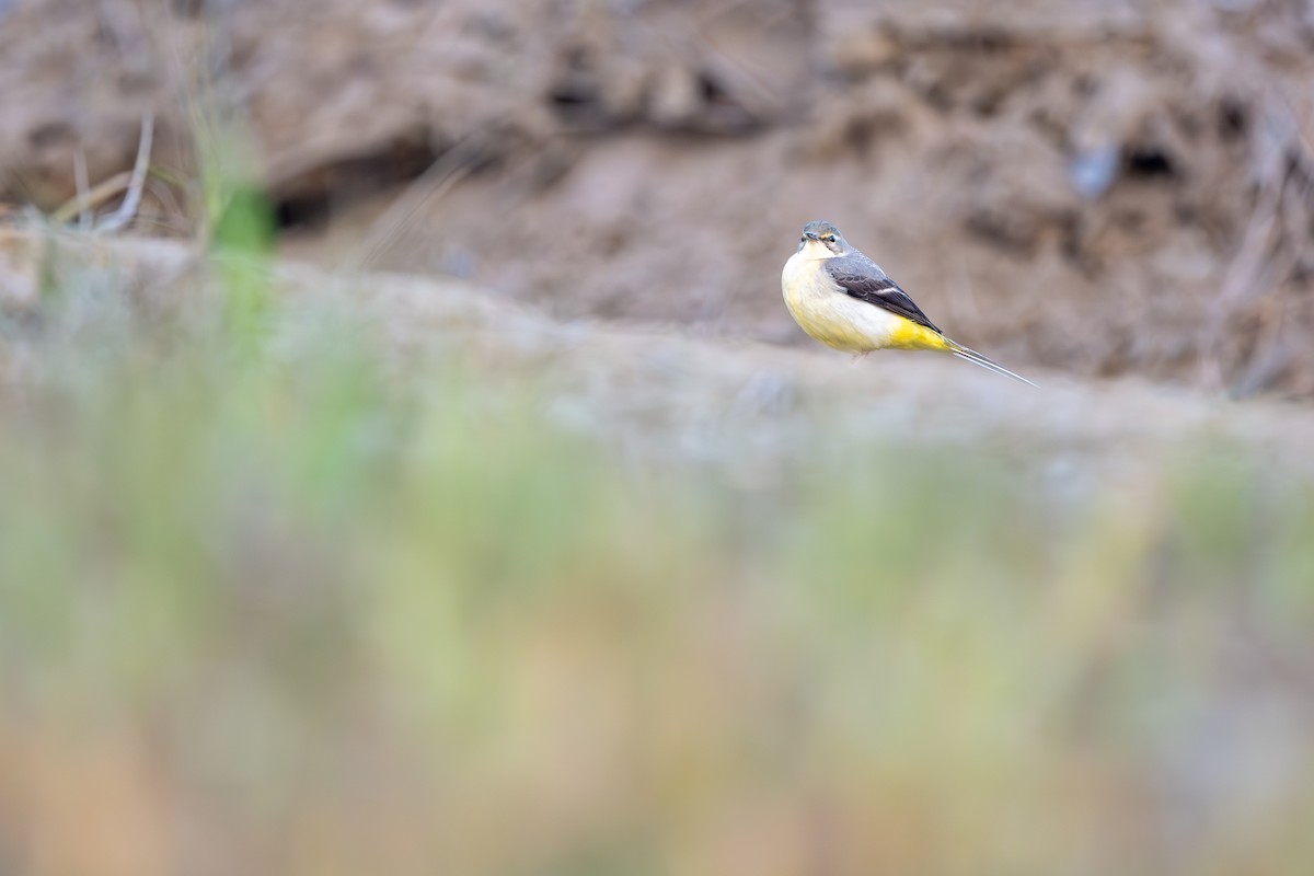 Gray Wagtail - ML646393925
