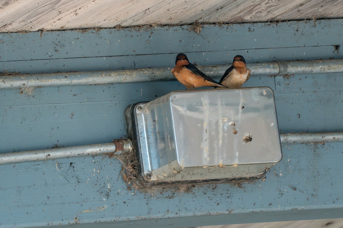 Barn Swallow - ML646393926