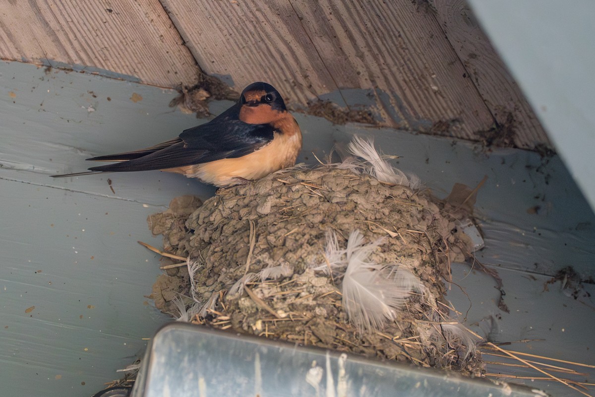 Barn Swallow - ML646393927
