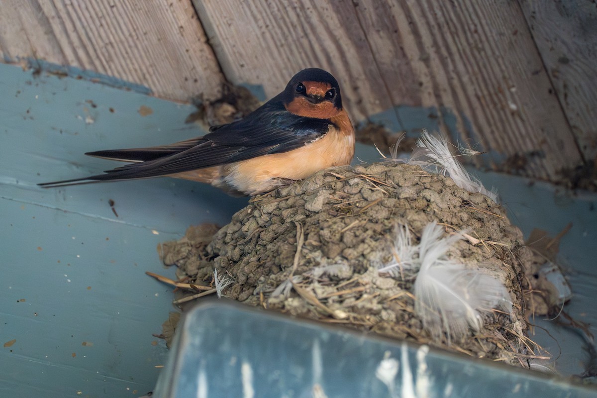 Barn Swallow - ML646393928