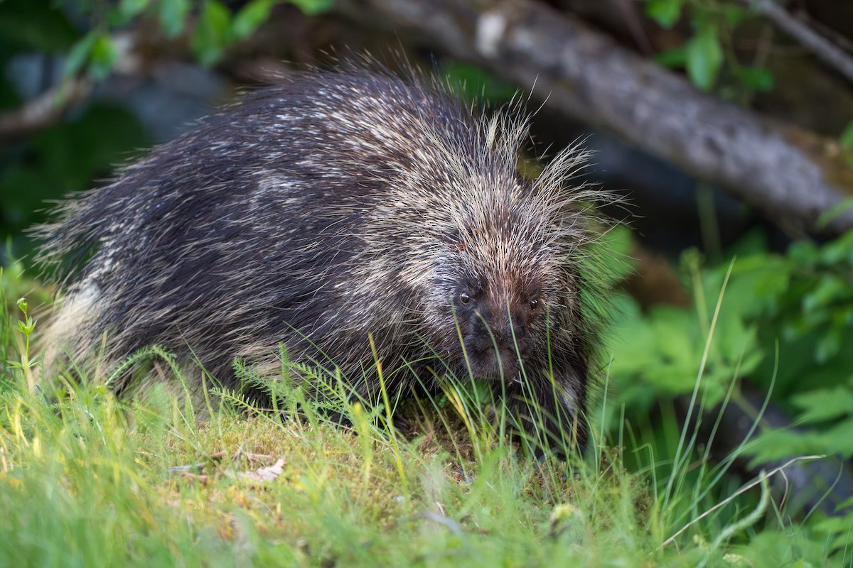 North American Porcupine - ML646393929