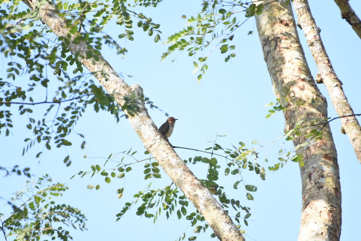 Plaintive Cuckoo - ML646393930