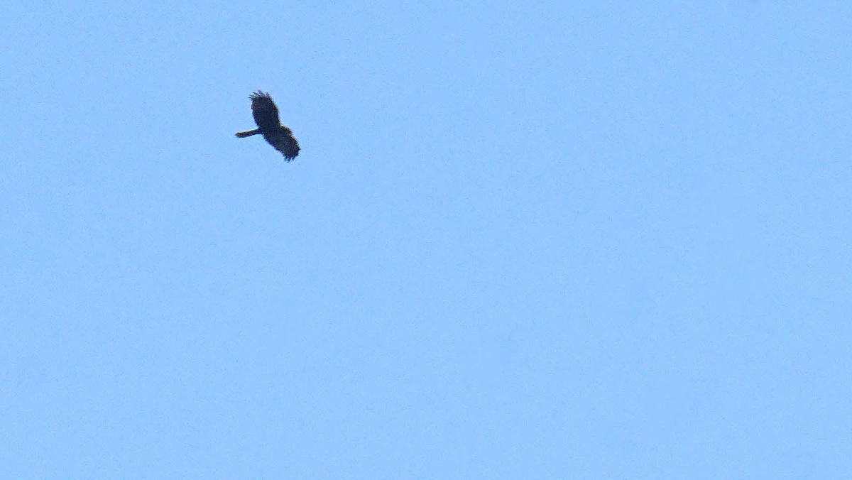 Western Marsh Harrier - ML646393931