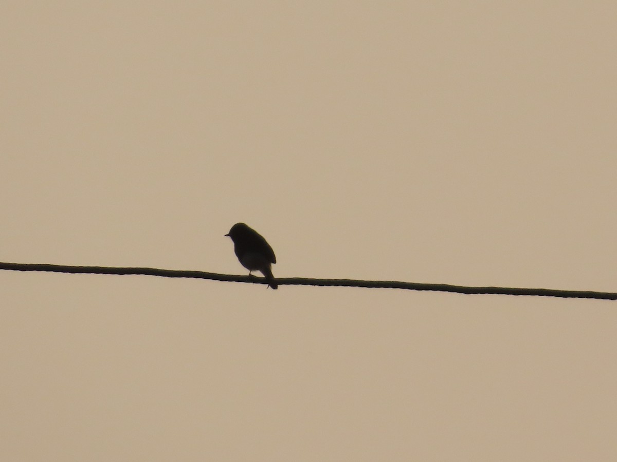 Pied Bushchat - ML646393932