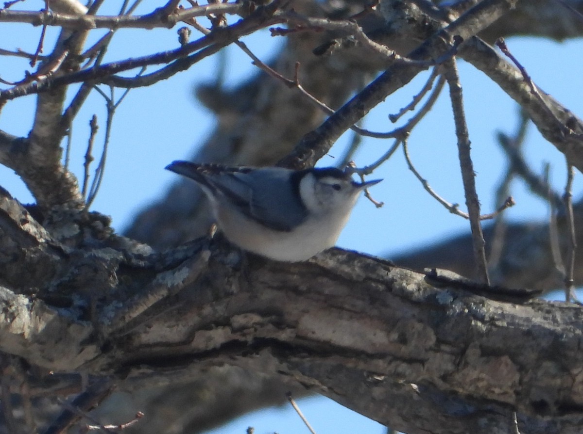 White-breasted Nuthatch - ML646393933
