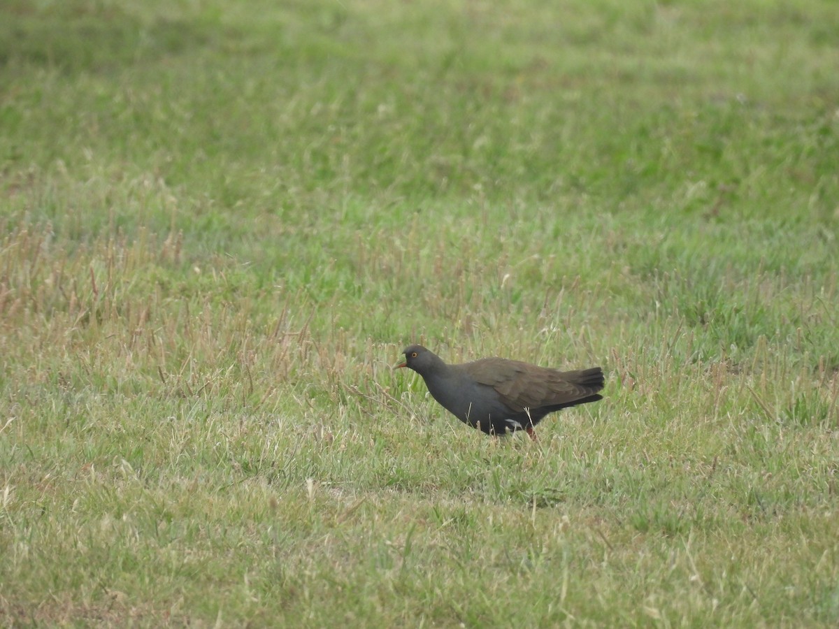 Black-tailed Nativehen - ML646393935