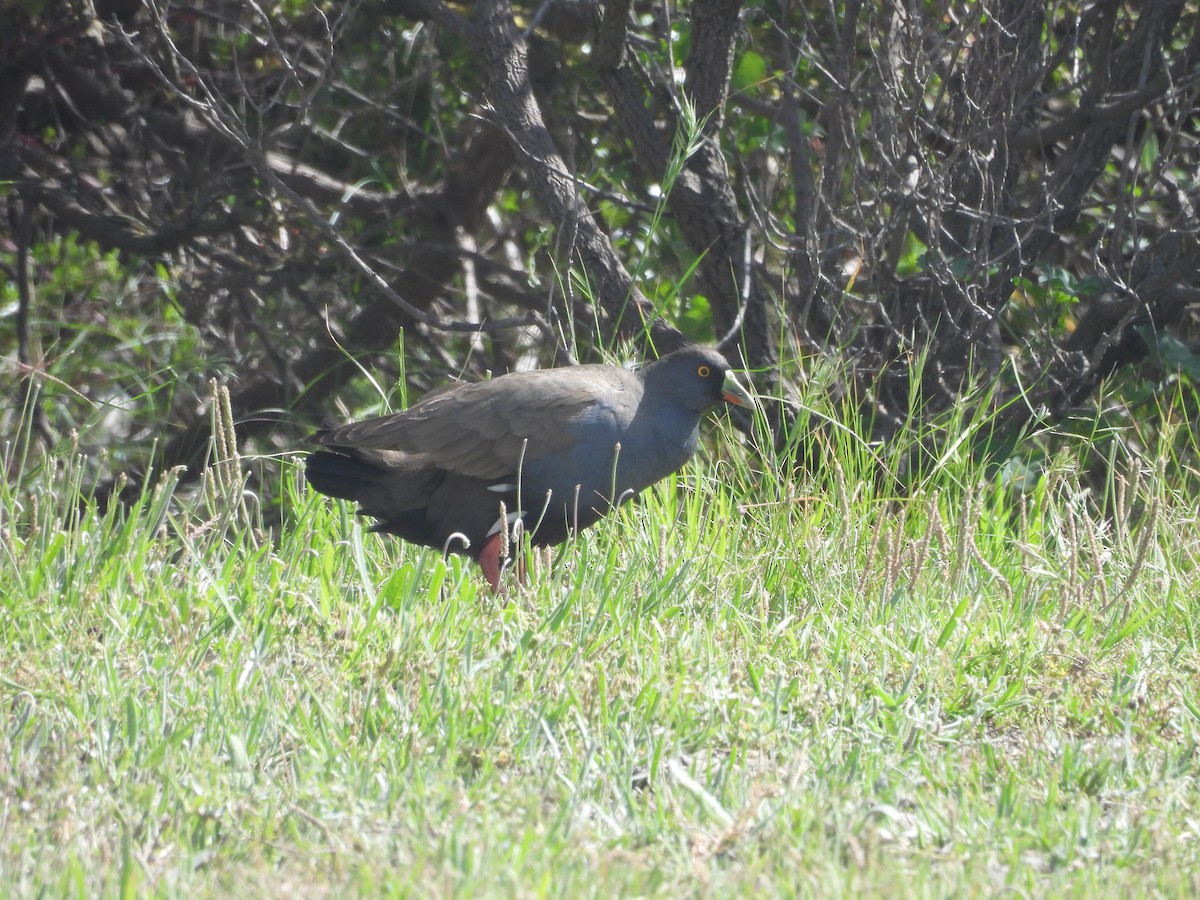 Black-tailed Nativehen - ML646393936