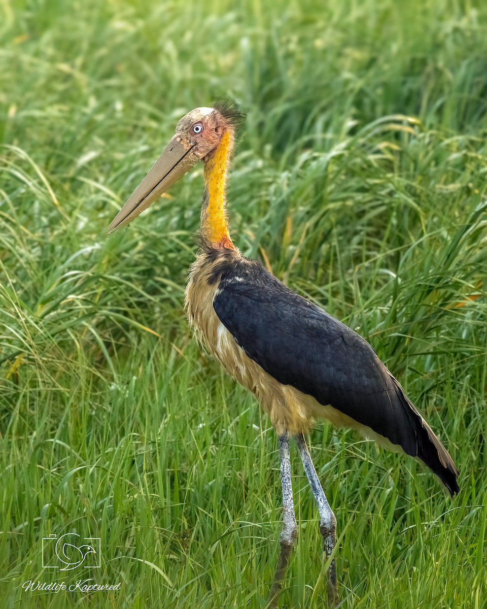 Lesser Adjutant - ML646393940