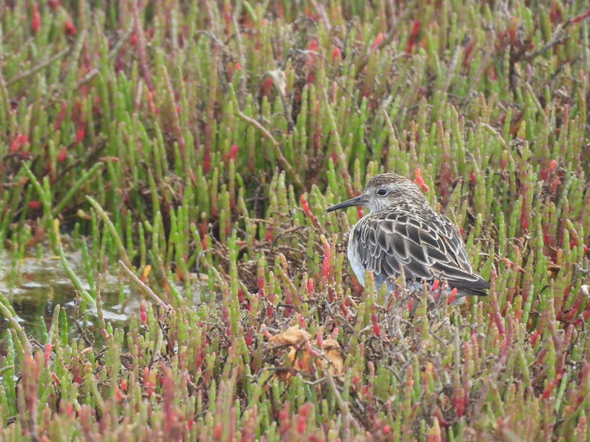 Sharp-tailed Sandpiper - ML646393942