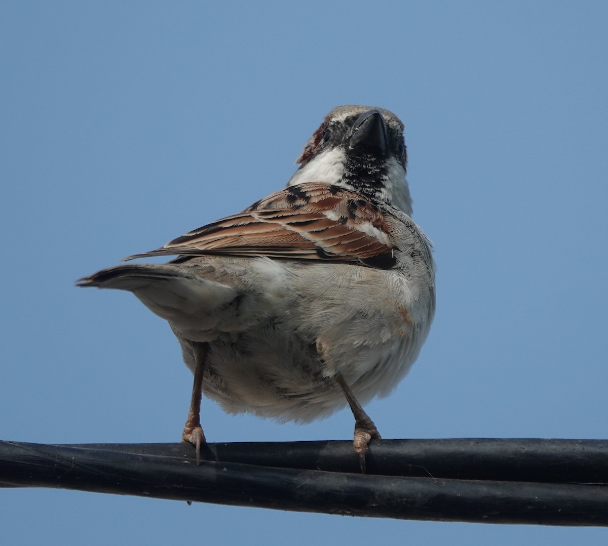 House Sparrow - ML646393943