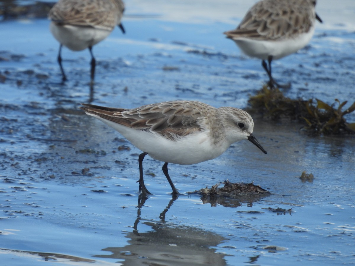 Red-necked Stint - ML646393944