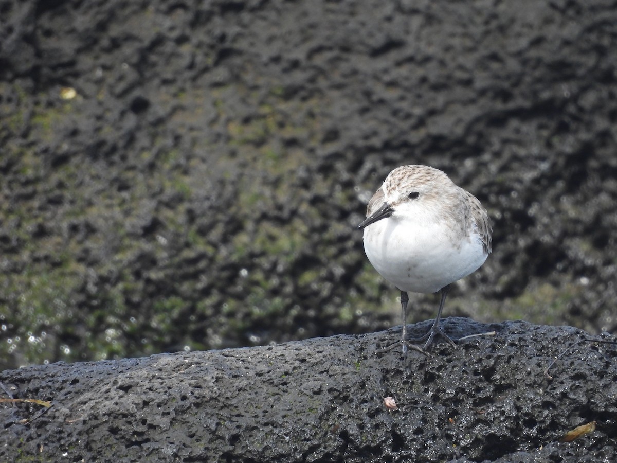 Red-necked Stint - ML646393945