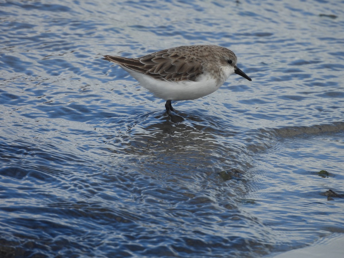 Red-necked Stint - ML646393946