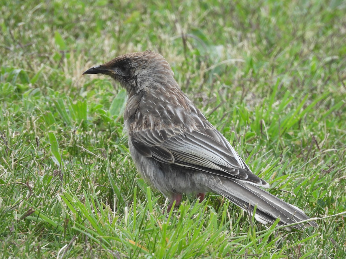 Red Wattlebird - ML646393950