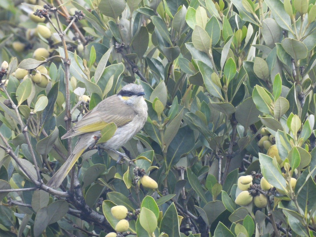 Singing Honeyeater - ML646393952
