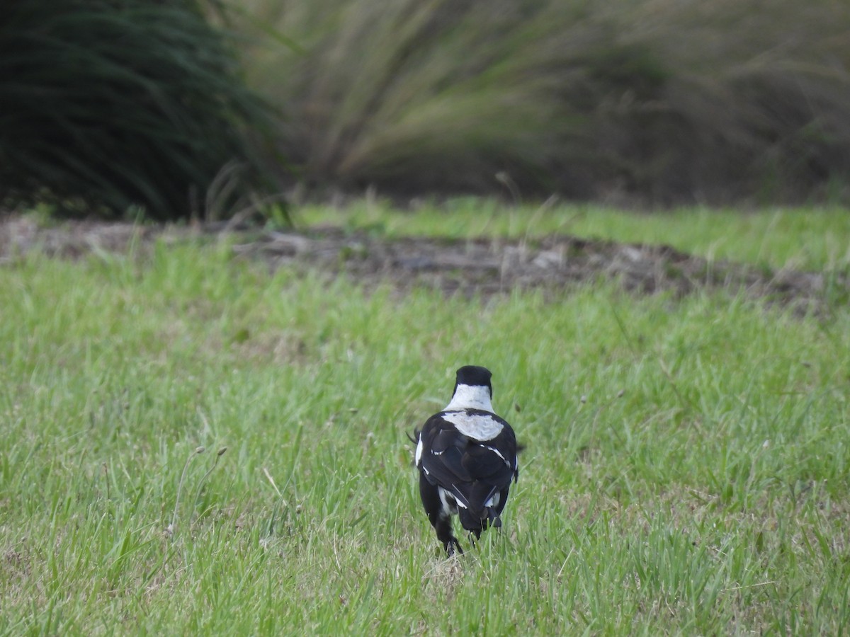 Australian Magpie (Black-backed x White-backed) - ML646393953
