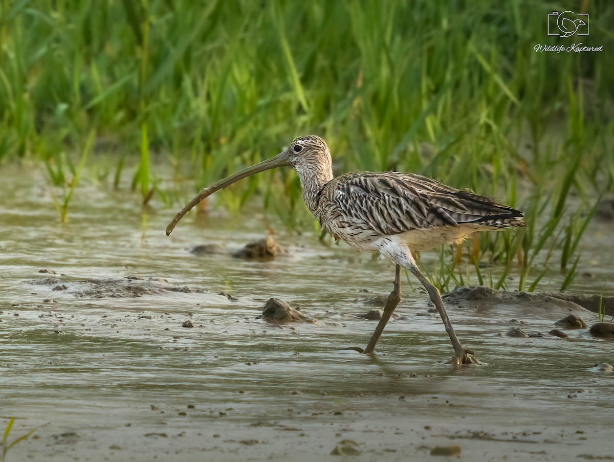 Eurasian Curlew - ML646393955