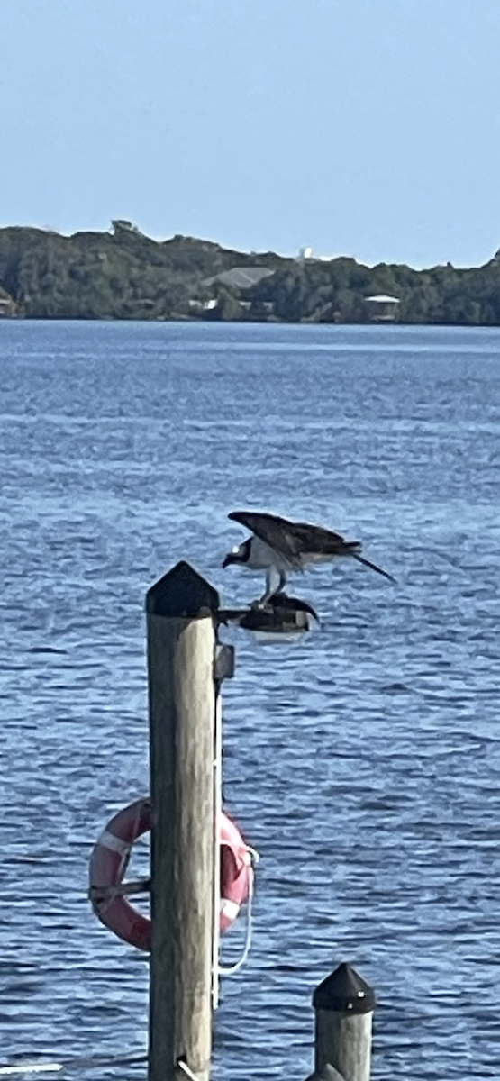 Osprey - ML646393957