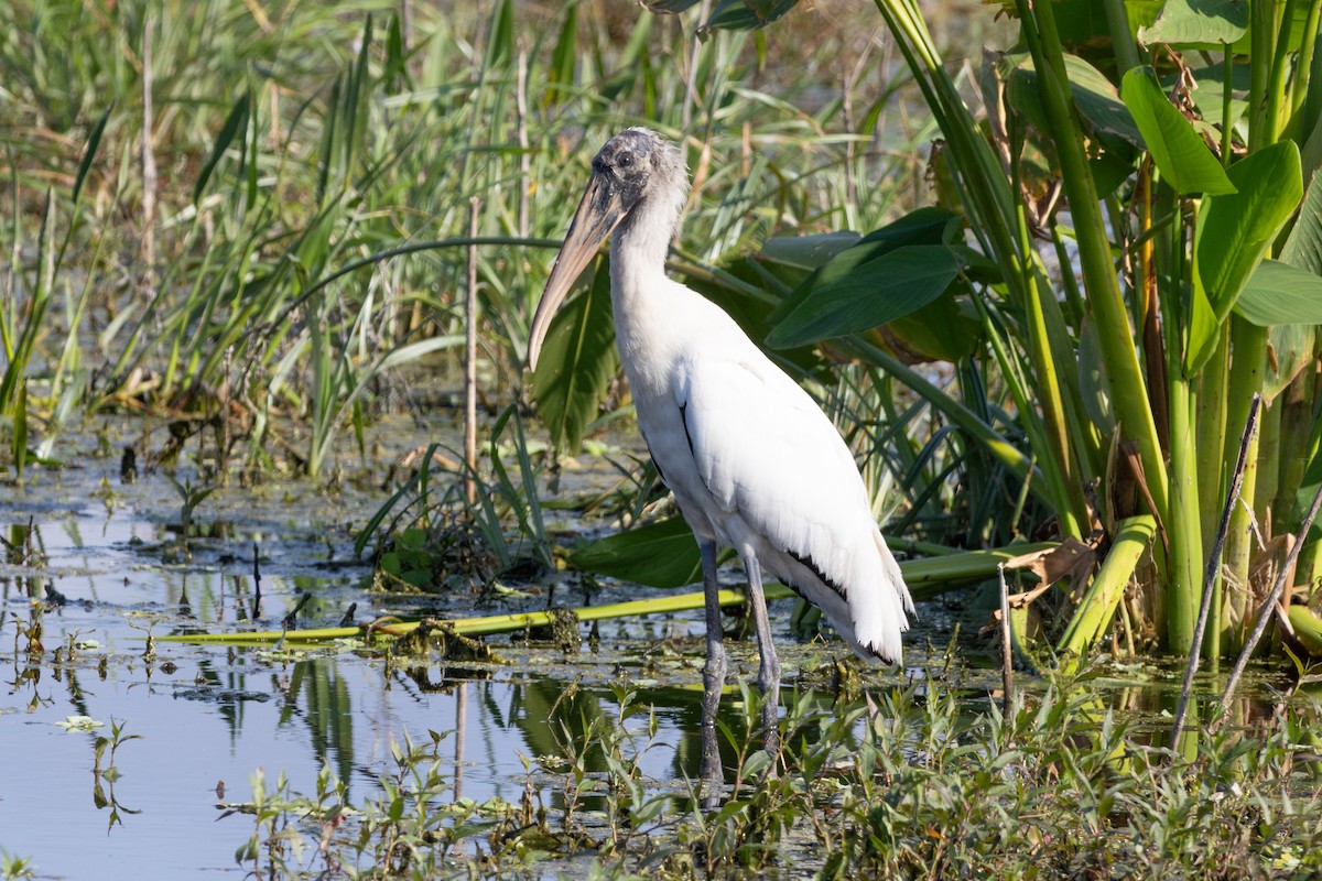 Wood Stork - ML646393960