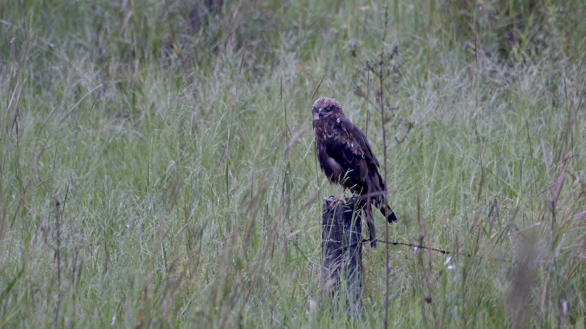 西方澤鵟 - ML646393964