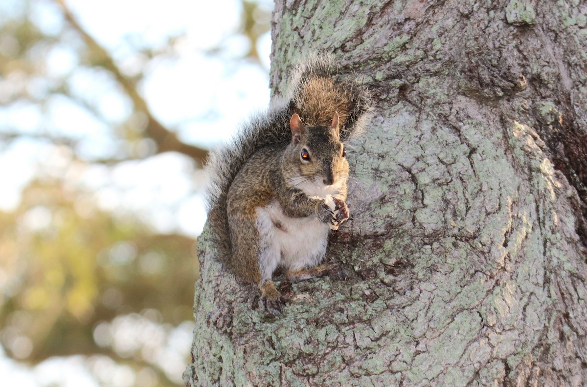 Eastern Gray Squirrel - ML646393967