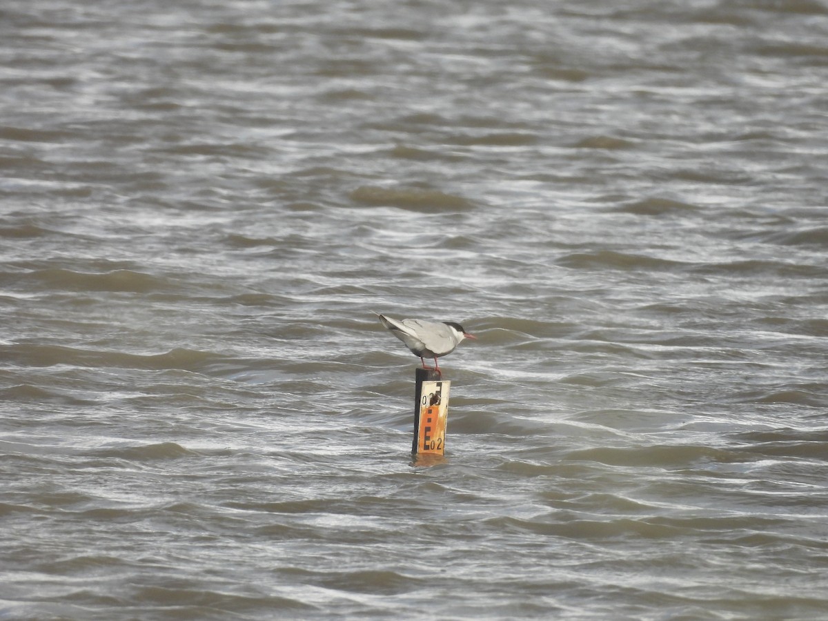 Whiskered Tern - ML646393971