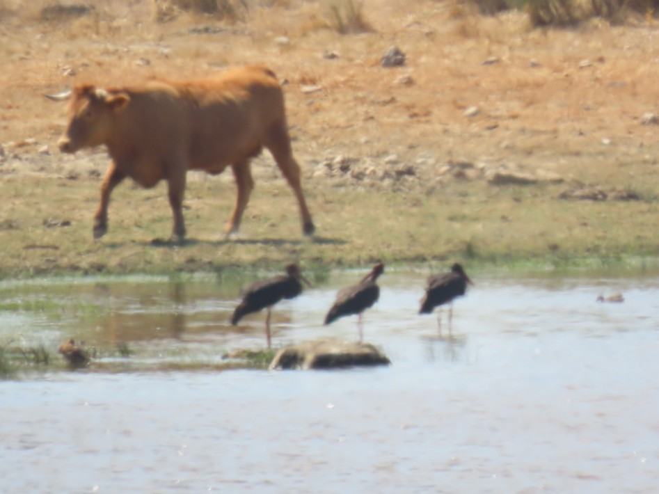 Black Stork - ML646393972