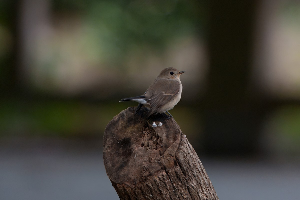 חטפית טאיגה - ML646393973