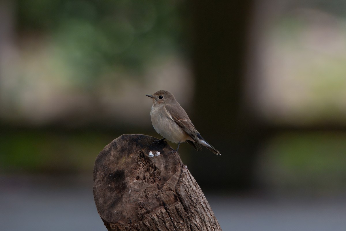 חטפית טאיגה - ML646393974