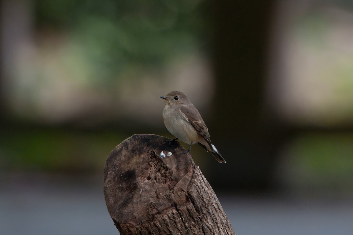 חטפית טאיגה - ML646393975