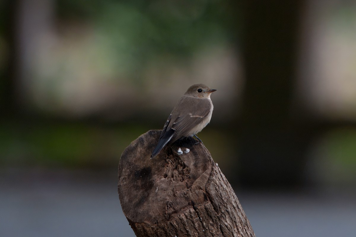 חטפית טאיגה - ML646393976