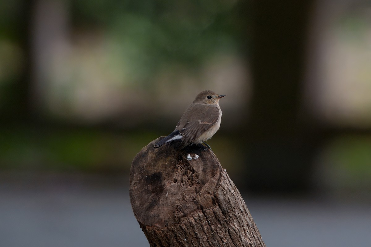 חטפית טאיגה - ML646393977