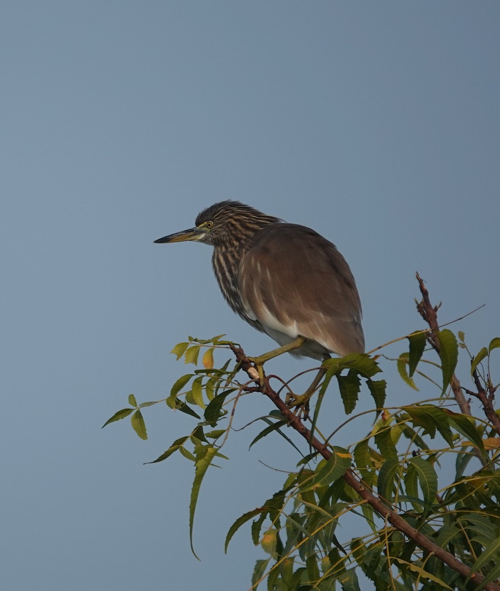 Garcilla India - ML646393979