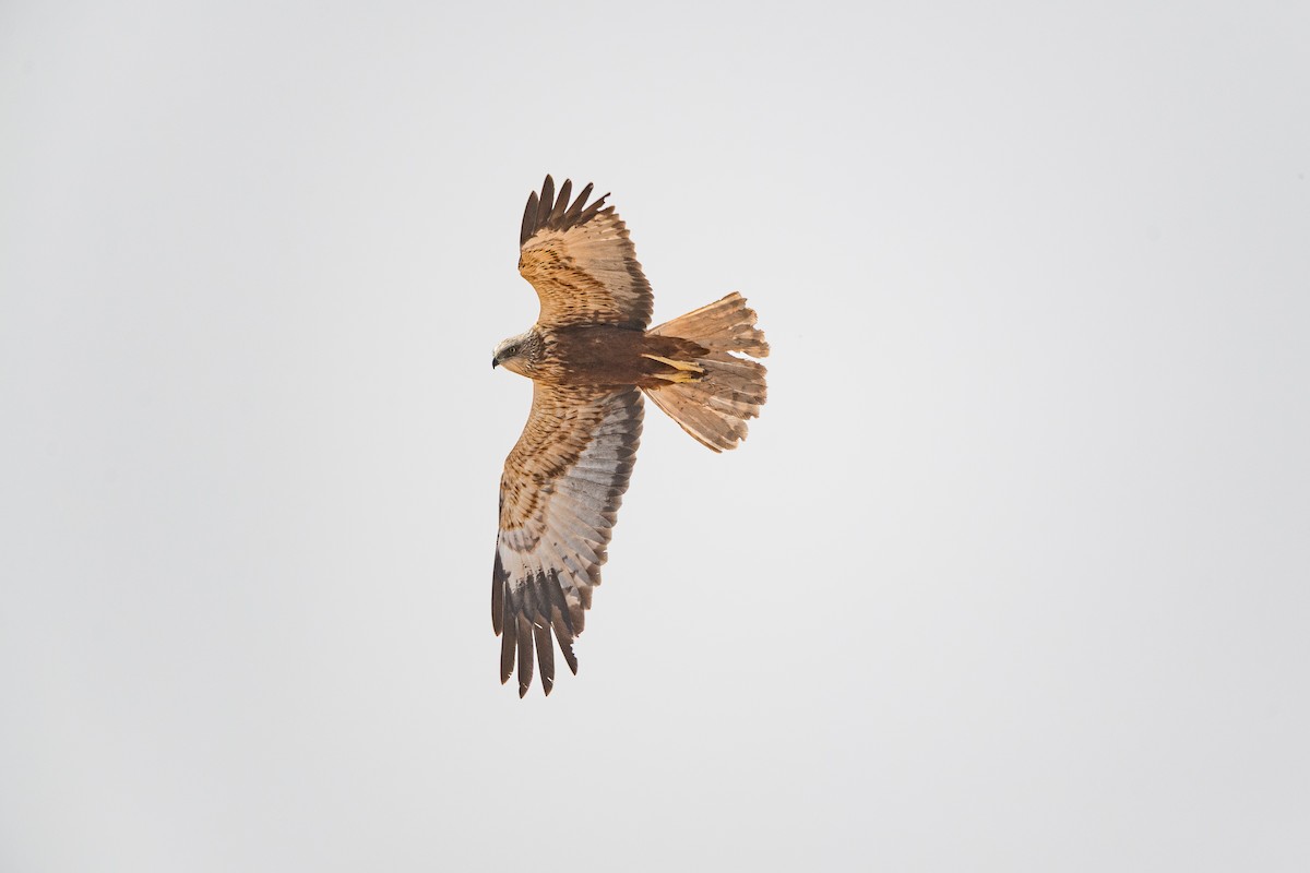 Western Marsh Harrier - ML646393983