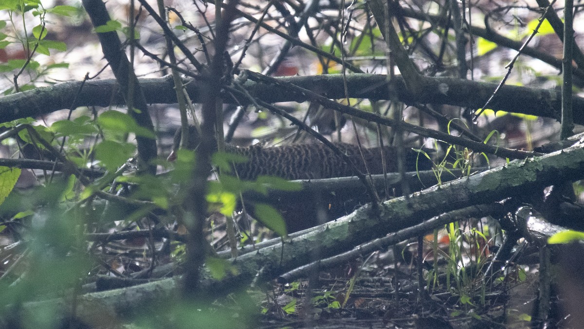 Red Spurfowl - ML646393991