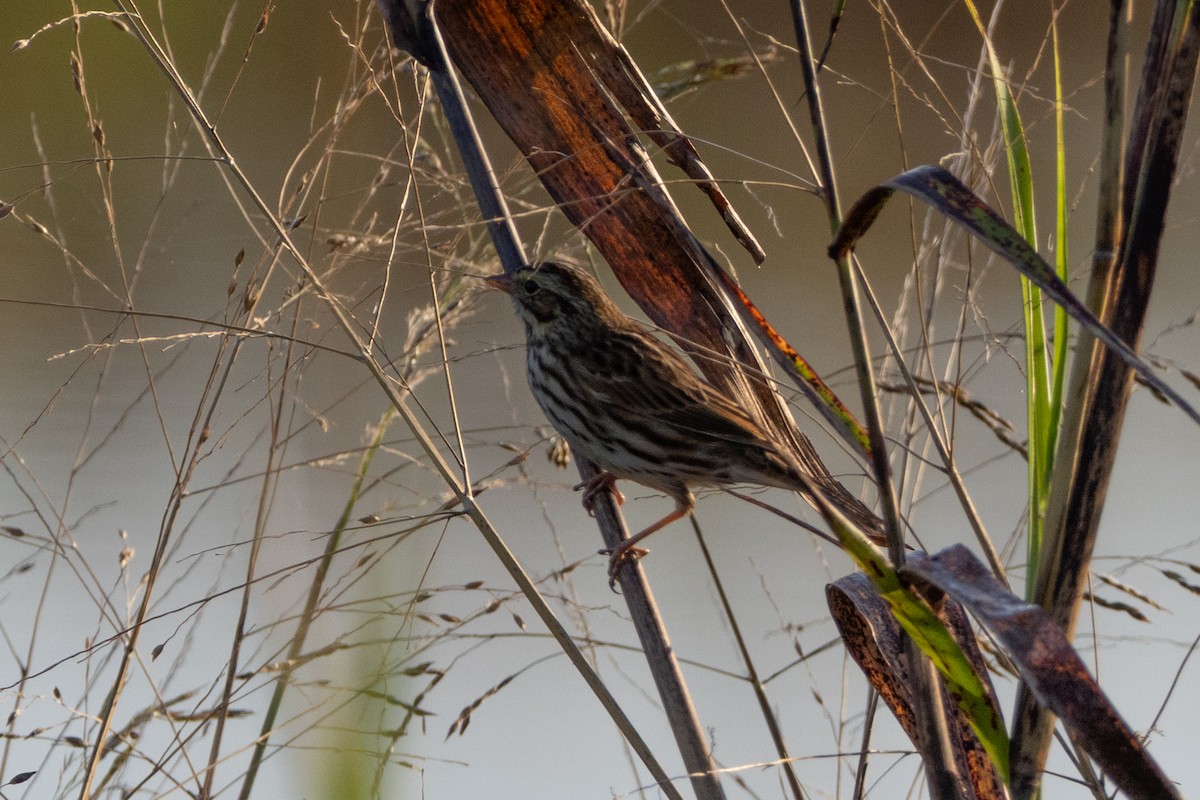 Savannah Sparrow - ML646393992