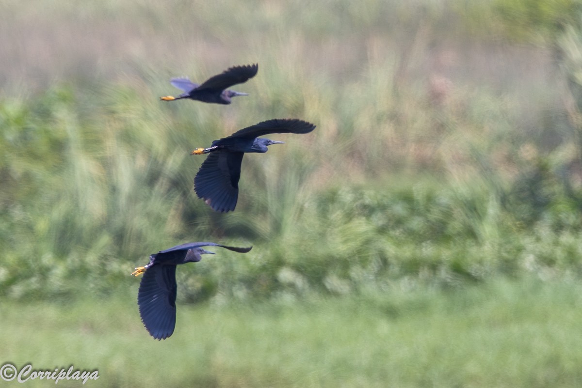 Black Heron - ML646393994