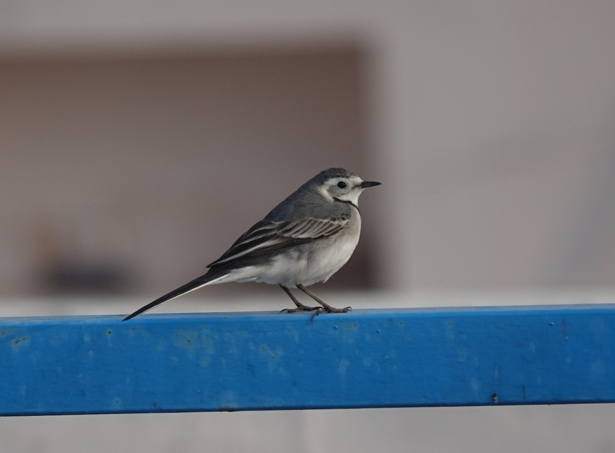 konipas bílý - ML646393995