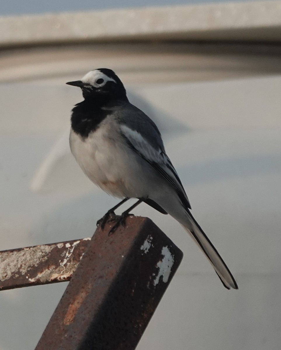 konipas bílý - ML646393996