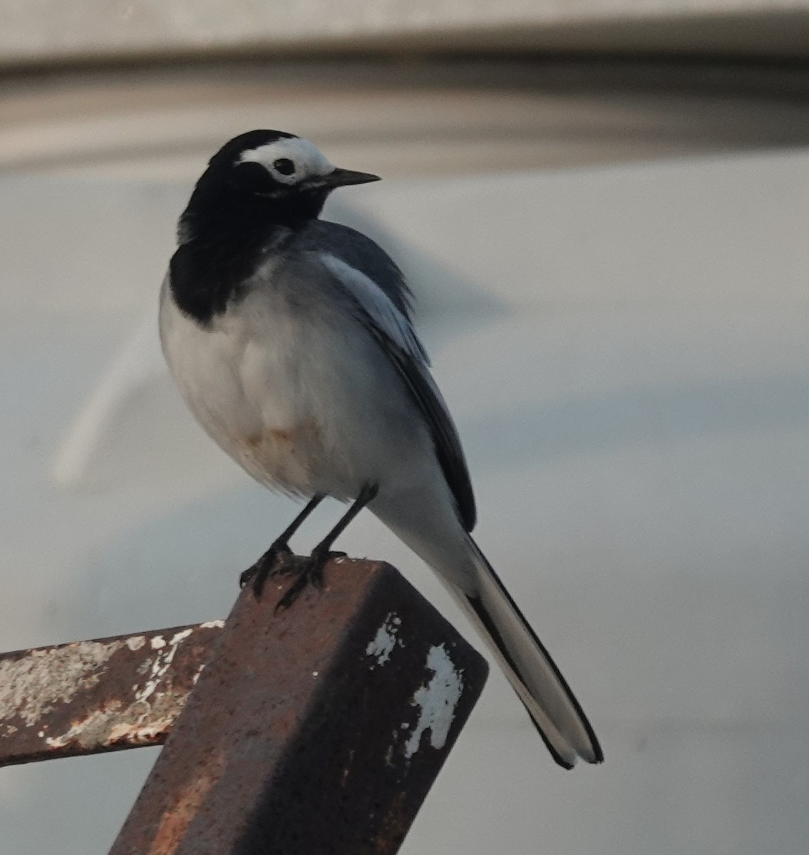 konipas bílý - ML646393997