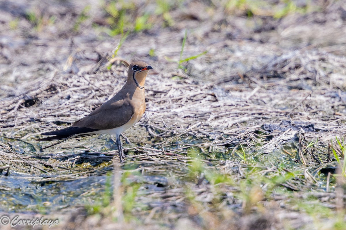 Collared Pratincole - ML646394003