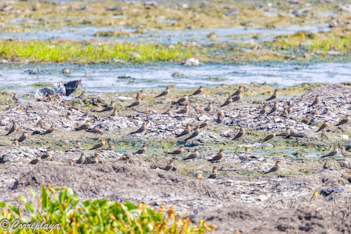 Collared Pratincole - ML646394004