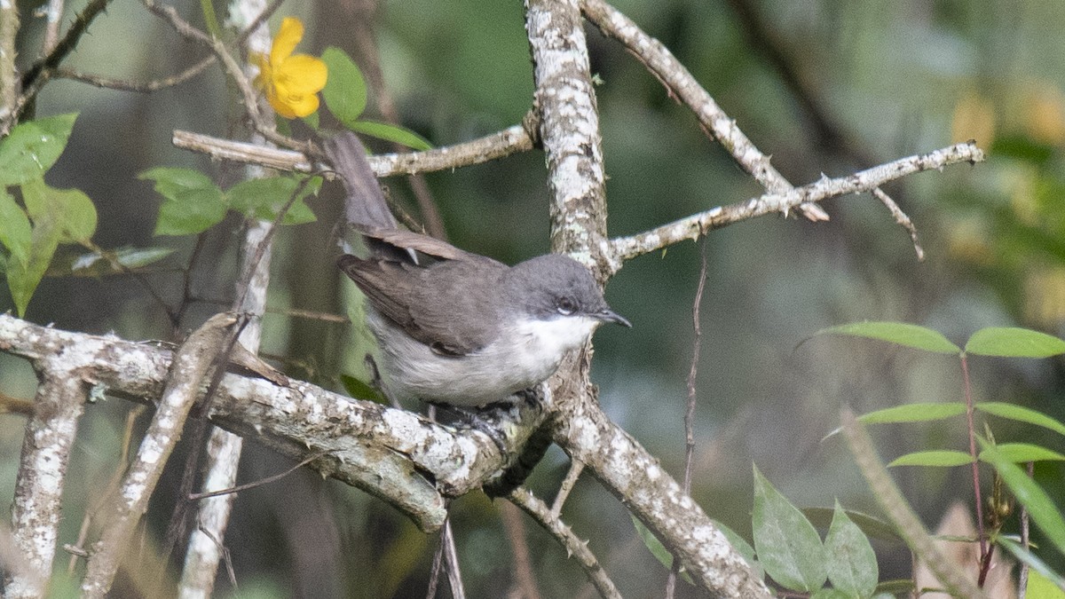 Lesser Whitethroat - ML646394005