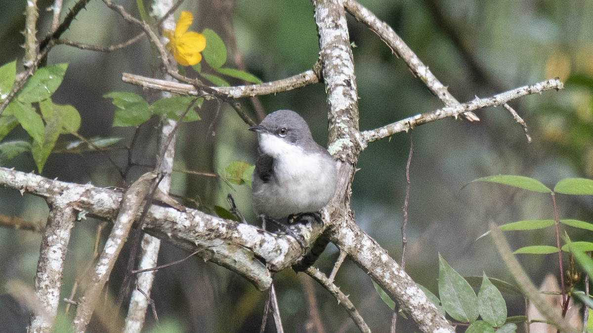 Lesser Whitethroat - ML646394006