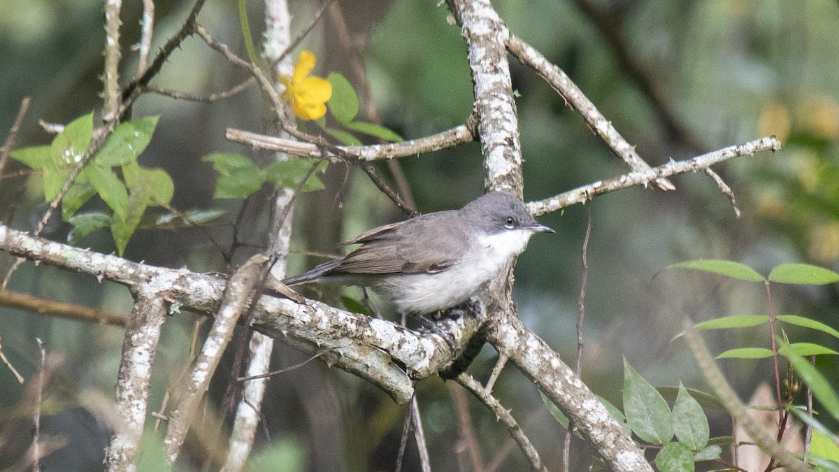 Lesser Whitethroat - ML646394007