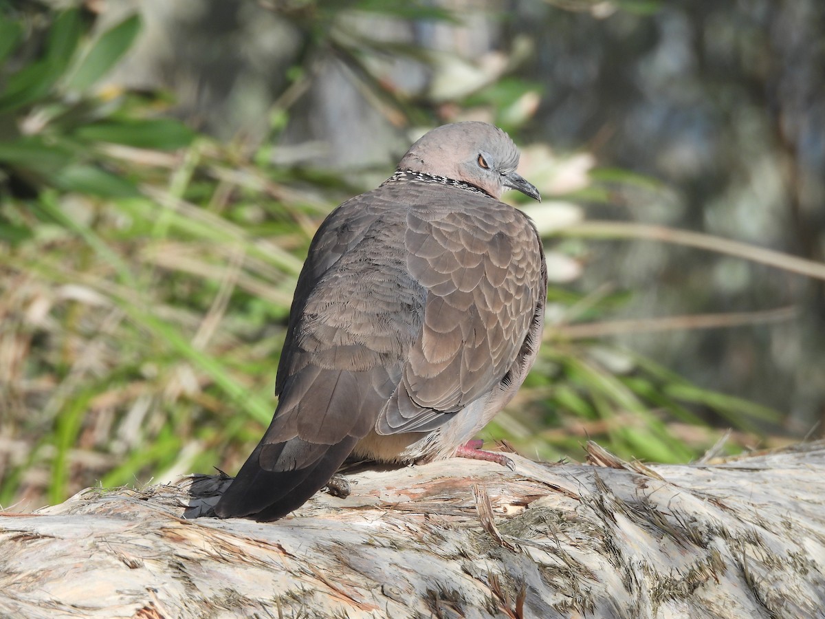 Spotted Dove - ML646394010