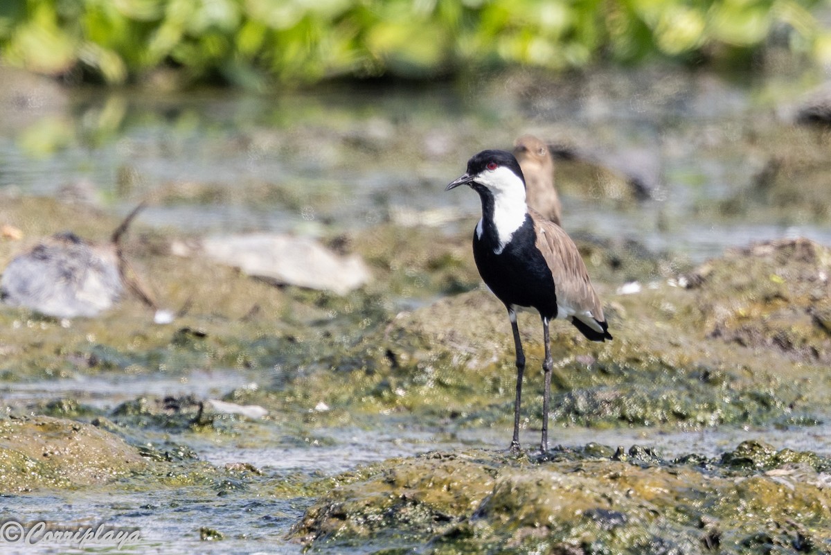 Spur-winged Lapwing - ML646394011