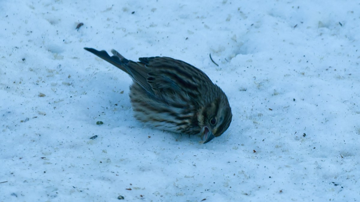 Song Sparrow - ML646394012